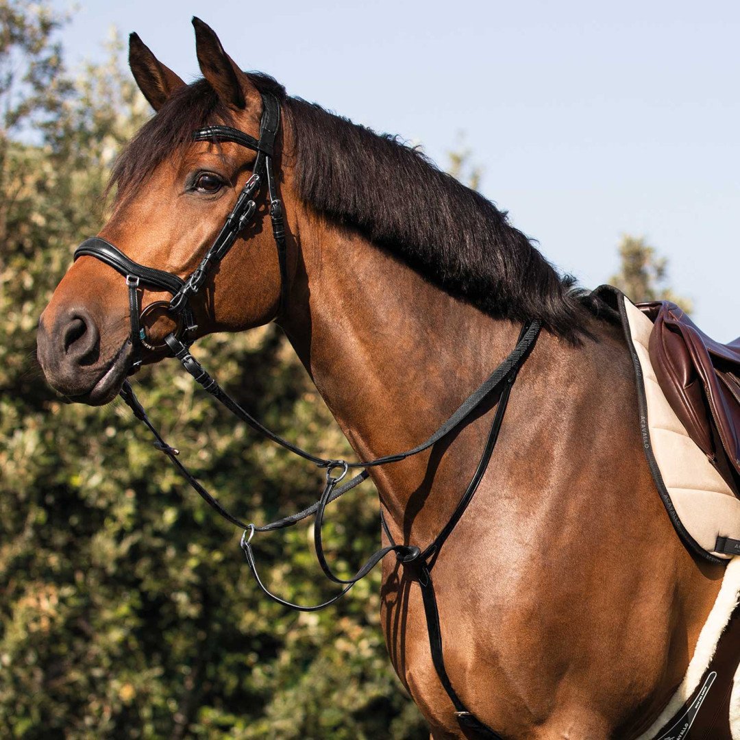 Acavallo Cow Plain martingale