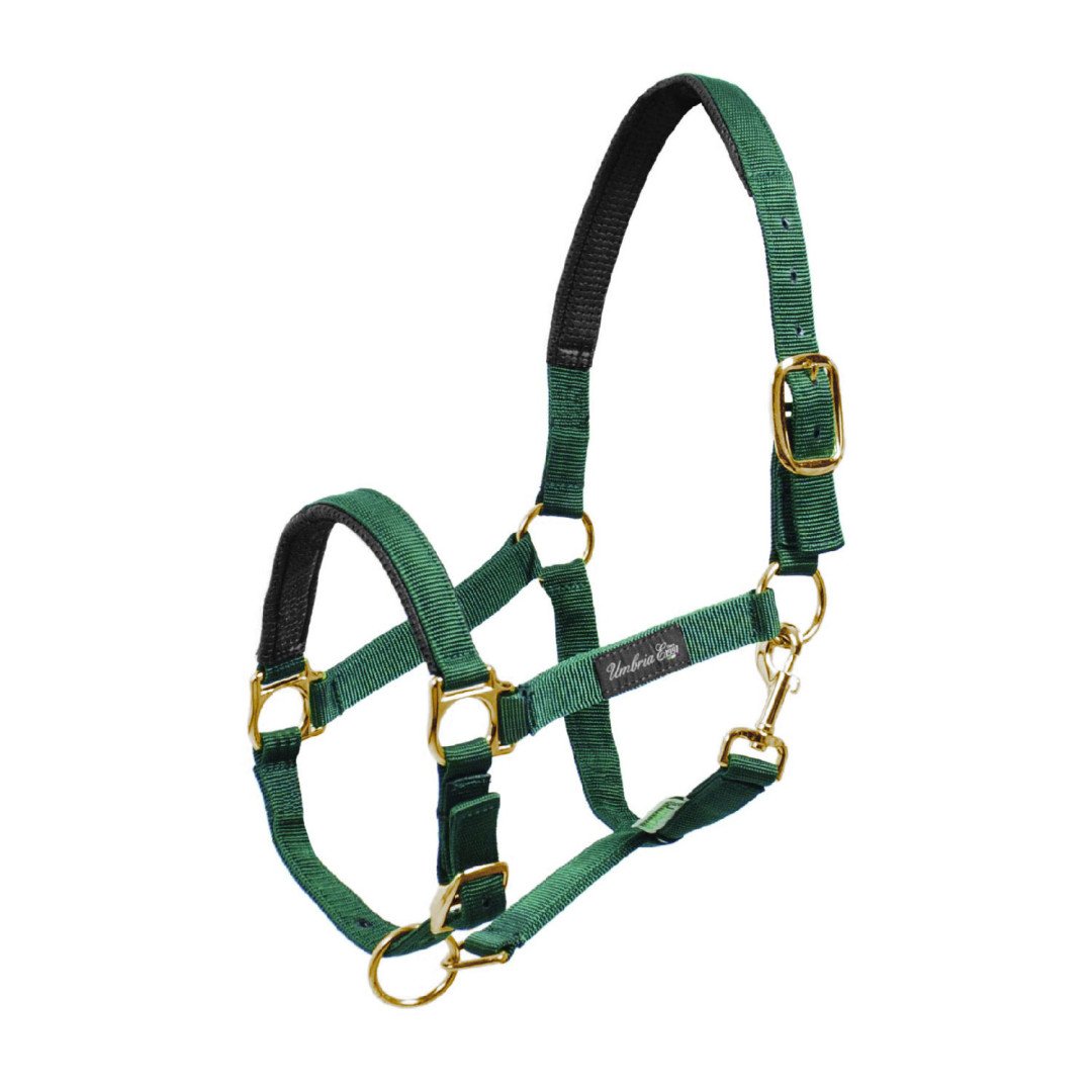 Licol en nylon avec renfort Neoprene