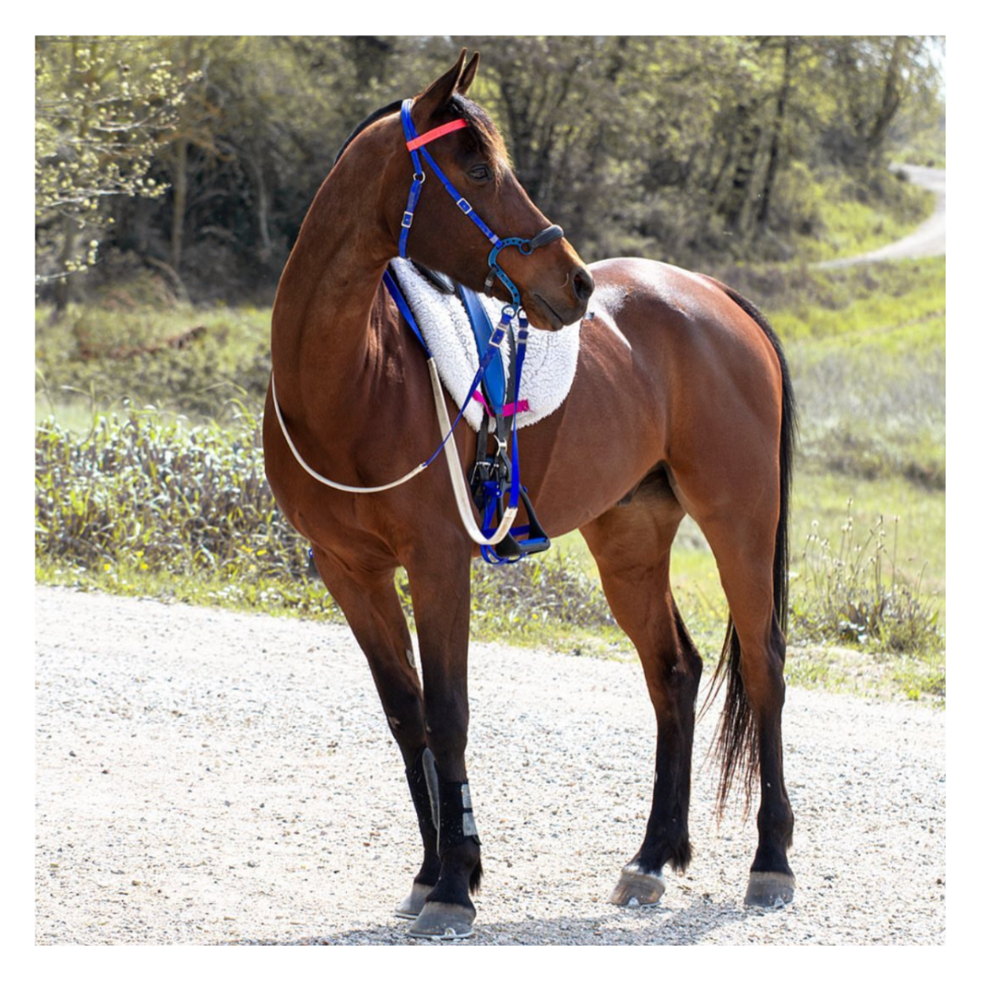 Hackamore  Equitime Hackamore Model Racing 126,97 € Hackamore  Equitime Hackamore Model Racing 126,97 €