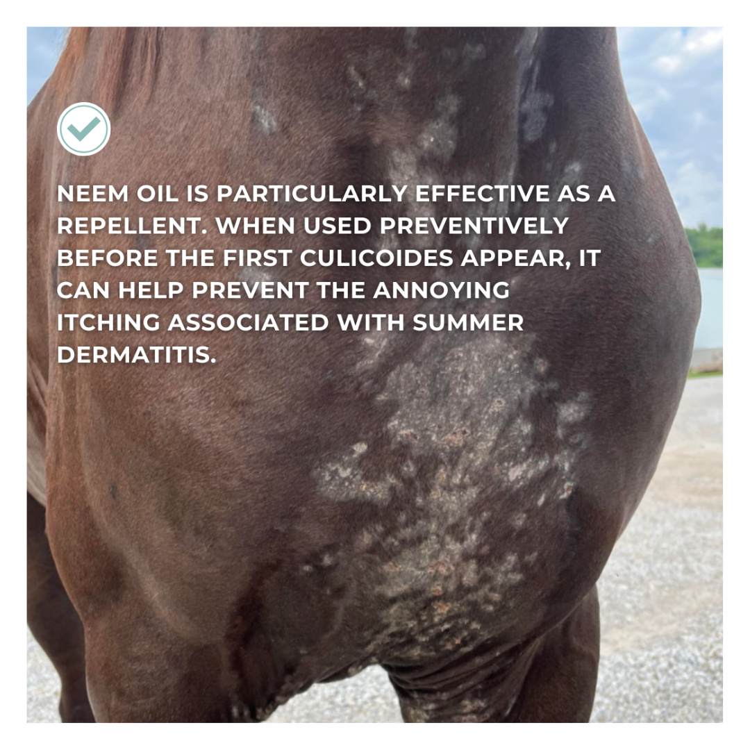 Horse & Leather Care  EQUITIME Aceite Puro de Neem – Protección natural contra insectos y parásitos 500ml 12,29 € Horse & Leather Care  EQUITIME Aceite Puro de Neem – Protección natural contra insectos y parásitos 500ml 12,29 €