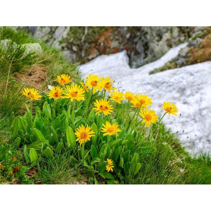 Bienestar y recuperación Gel Árnica 90% 500ml 24,51&nbsp;€