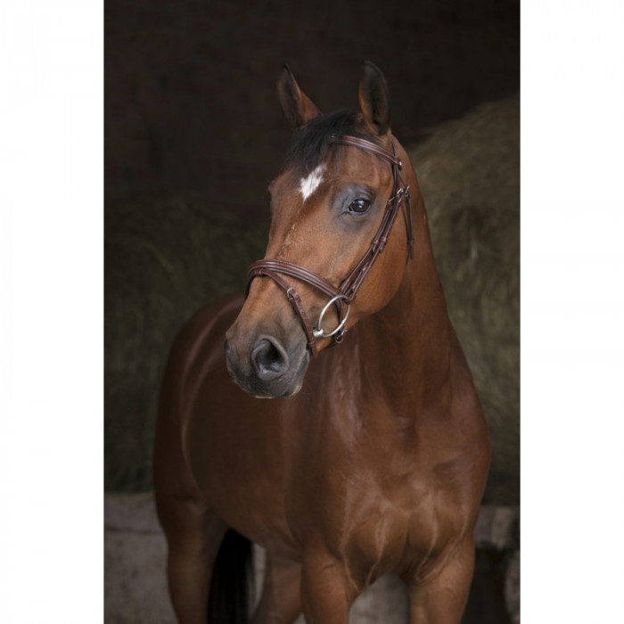 cabezadas  Brida Norton Pro "esencial" 53,28 € cabezadas  Brida Norton Pro "esencial" 53,28 €