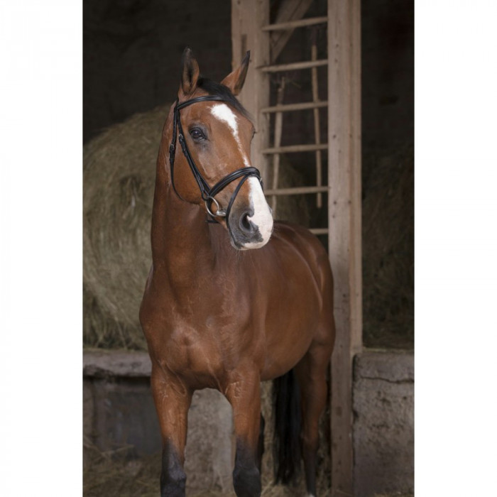 zaumzeuge  Norton Bridle Pro "essentiell" 53,28 € zaumzeuge  Norton Bridle Pro "essentiell" 53,28 €