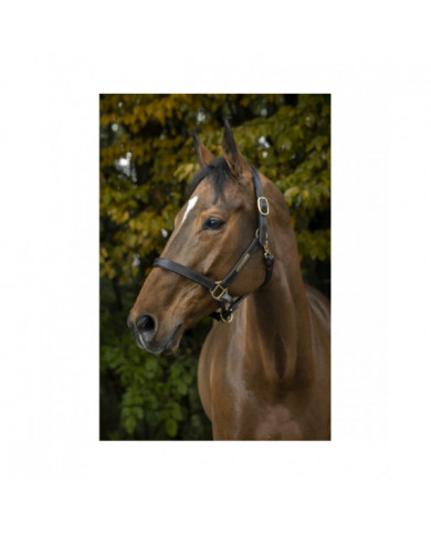 Cavezze Monta Inglese  Norton Cavezza Con Doppia Regolazione 36,07 € Cavezze Monta Inglese  Norton Cavezza Con Doppia Regolazione 36,07 €