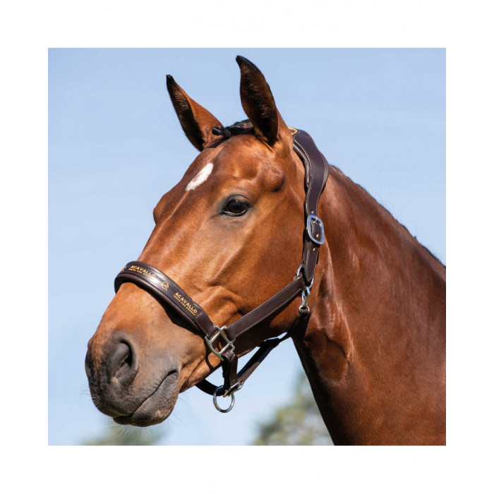 cabeção  Couro Halter W ergonômico Pollguard Forro de Pele de Bezerro 103,20 € cabeção  Couro Halter W ergonômico Pollguard Forro de Pele de Bezerro 103,20 €