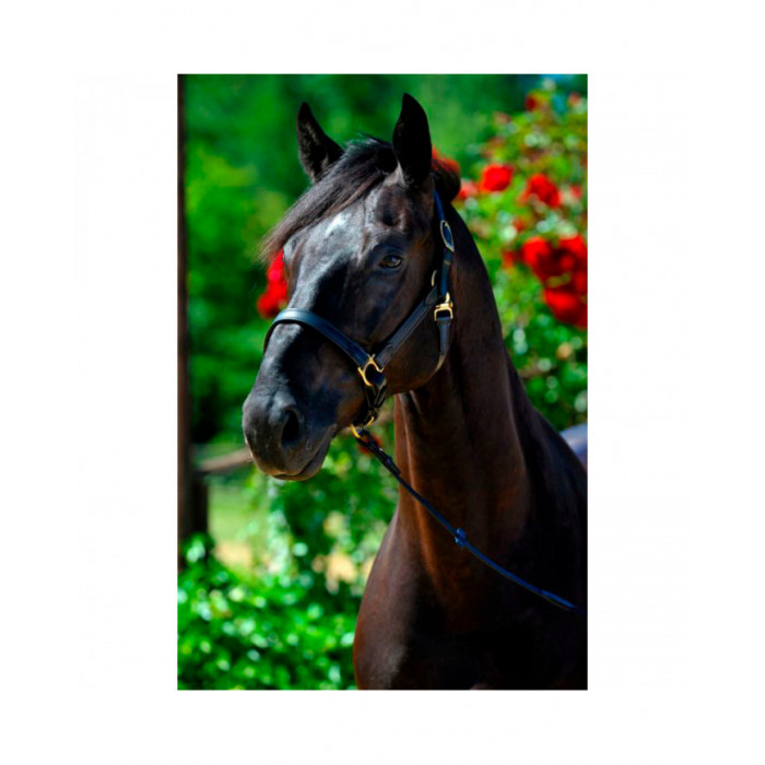 halter  Stable halter NT 121,72 € halter  Stable halter NT 121,72 €