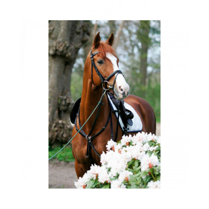 Breastplate  Breastplate side fit with running attachment 281,07 € Breastplate  Breastplate side fit with running attachment 281,07 €