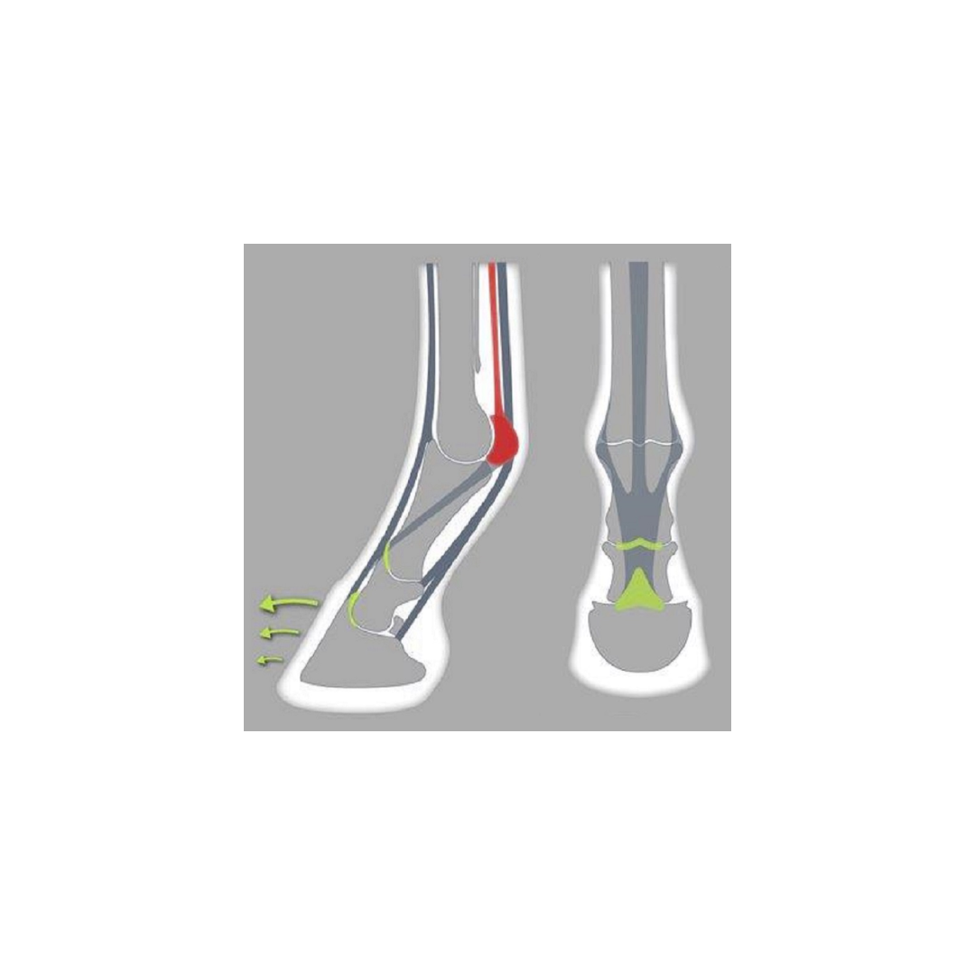 Endurance de ferração ACR Ferradura esportivo ROLLING modelo 320 44,99&nbsp;€