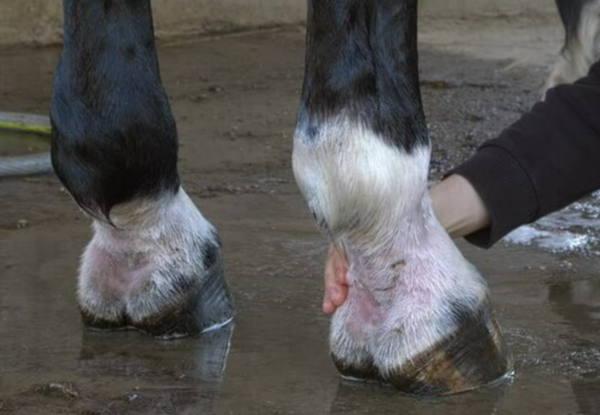 La gale de boue chez le cheval: solutions efficaces pour les soigner et les prévenir de façon définitive