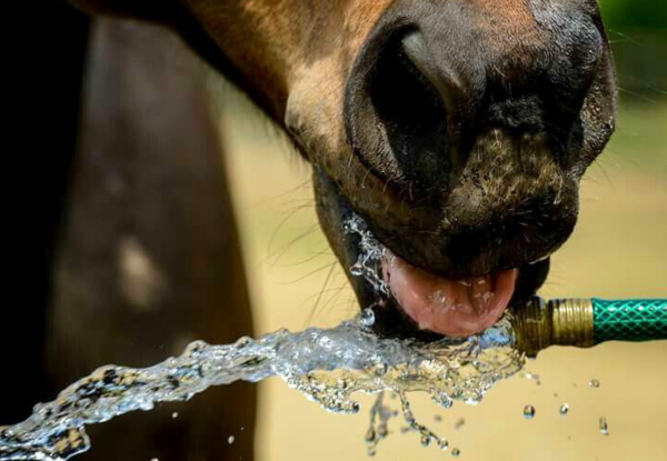 Electrolytes: differences between horse and rider