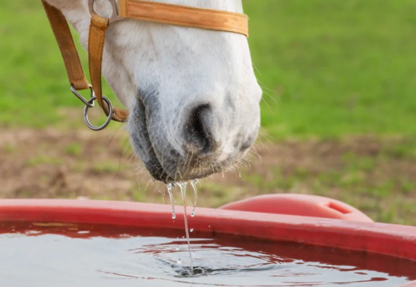 Electrolitos durante una carrera de endurance: cuándo y cómo usarlos
