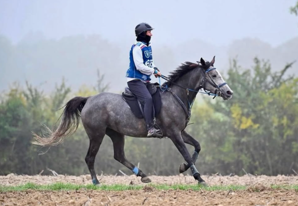 Salute gastrica nel cavallo da endurance: quando usare il gastroprotettore