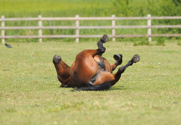 Colic in horses: How to recognize, prevent and act quickly Colic in horses: How to recognize, prevent and act quickly