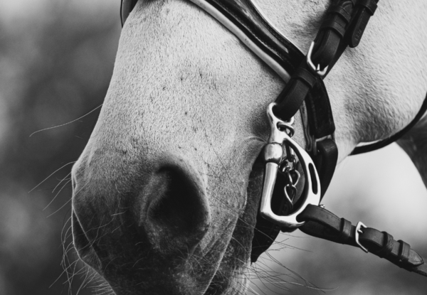 Horse bits: A complete guide to choosing snaffle bits and curb bits Horse bits: A complete guide to choosing snaffle bits and curb bits